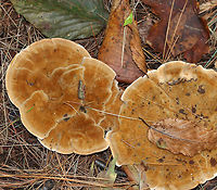 Woolly Velvet Polypore - Onnia tomentosa Flat, brown, velvety cap with yellowish edges. The pores and cap bruised brown.<br />
<br />
Habitat: Growing in on the ground in a mostly coniferous forest. There were at least a dozen growing in the area.<br />
<br />
This fungus is a plant pathogen, and causes root rot, primarily in spruce.<br />
https://www.jungledragon.com/image/67686/woolly_velvet_polypore_-_onnia_tomentosa.html<br />
https://www.jungledragon.com/image/67684/woolly_velvet_polypore_-_onnia_tomentosa.html Fall,Geotagged,Onnia,Onnia tomentosa,United States,Woolly Velvet Polypore,fungus,mushroom
