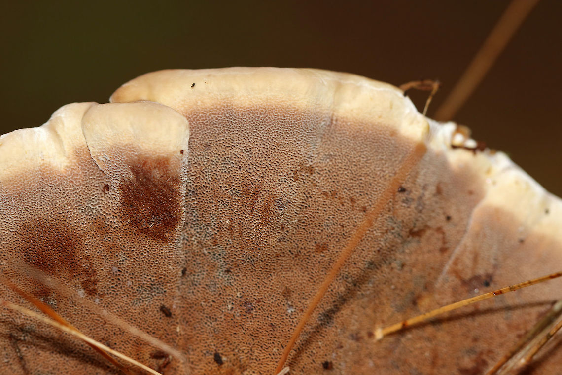 Woolly Velvet Polypore - Onnia tomentosa Flat, brown, velvety cap with yellowish edges. The pores and cap bruised brown.<br />
<br />
Habitat: Growing in on the ground in a mostly coniferous forest. There were at least a dozen growing in the area.<br />
<br />
This fungus is a plant pathogen, and causes root rot, primarily in spruce.<br />
<figure class="photo"><a href="https://www.jungledragon.com/image/67685/woolly_velvet_polypore_-_onnia_tomentosa.html" title="Woolly Velvet Polypore - Onnia tomentosa"><img src="https://s3.amazonaws.com/media.jungledragon.com/images/3232/67685_thumb.jpg?AWSAccessKeyId=05GMT0V3GWVNE7GGM1R2&Expires=1767225610&Signature=YosWUsHTKVepunM%2F9%2F0kcxUlplQ%3D" width="200" height="176" alt="Woolly Velvet Polypore - Onnia tomentosa Flat, brown, velvety cap with yellowish edges. The pores and cap bruised brown.<br />
<br />
Habitat: Growing in on the ground in a mostly coniferous forest. There were at least a dozen growing in the area.<br />
<br />
This fungus is a plant pathogen, and causes root rot, primarily in spruce.<br />
https://www.jungledragon.com/image/67686/woolly_velvet_polypore_-_onnia_tomentosa.html<br />
https://www.jungledragon.com/image/67684/woolly_velvet_polypore_-_onnia_tomentosa.html Fall,Geotagged,Onnia,Onnia tomentosa,United States,Woolly Velvet Polypore,fungus,mushroom" /></a></figure><br />
<figure class="photo"><a href="https://www.jungledragon.com/image/67684/woolly_velvet_polypore_-_onnia_tomentosa.html" title="Woolly Velvet Polypore - Onnia tomentosa"><img src="https://s3.amazonaws.com/media.jungledragon.com/images/3232/67684_thumb.jpg?AWSAccessKeyId=05GMT0V3GWVNE7GGM1R2&Expires=1767225610&Signature=LPrysN3I8DqZ3Ofigatv9hHYpso%3D" width="200" height="160" alt="Woolly Velvet Polypore - Onnia tomentosa Flat, brown, velvety cap with yellowish edges. The pores and cap bruised brown.<br />
<br />
Habitat: Growing in on the ground in a mostly coniferous forest. There were at least a dozen growing in the area.<br />
<br />
 This fungus is a plant pathogen, and causes root rot, primarily in spruce.<br />
https://www.jungledragon.com/image/67686/woolly_velvet_polypore_-_onnia_tomentosa.html<br />
https://www.jungledragon.com/image/67685/woolly_velvet_polypore_-_onnia_tomentosa.html Fall,Geotagged,Onnia,Onnia tomentosa,United States,fungus,mushroom,polypore,woolly velvet polypore" /></a></figure> Fall,Geotagged,Onnia tomentosa,United States,fungus,mushroom,onnia