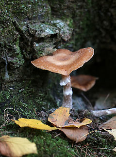Honey Mushrooms - Armillaria mellea Caps were flat, orange/tan, faintly lined, and had scales concentrated toward the center. Gills were pinkish, attached to the stem and slightly decurrent with frequent short gills. The stipe had  white flocculence and a ring.

Habitat: I spotted THOUSANDS of these mushrooms growing alone or in clusters throughout a mixed forest. They were everywhere!
https://www.jungledragon.com/image/67701/honey_mushrooms_-_armillaria_mellea.html
https://www.jungledragon.com/image/67700/honey_mushrooms_-_armillaria_mellea.html
https://www.jungledragon.com/image/67699/honey_mushrooms_-_armillaria_mellea.html
https://www.jungledragon.com/image/67698/honey_mushrooms_-_armillaria_mellea.html
 Armillaria mellea,Fall,Geotagged,Honey fungus,United States,fungus,mushrooms