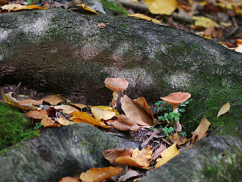 Honey Mushrooms - Armillaria mellea Caps were flat, orange/tan, faintly lined, and had scales concentrated toward the center. Gills were pinkish, attached to the stem and slightly decurrent with frequent short gills. The stipe had white flocculence and a ring.

Habitat: I spotted THOUSANDS of these mushrooms growing alone or in clusters throughout a mixed forest. They were everywhere!
https://www.jungledragon.com/image/67701/honey_mushrooms_-_armillaria_mellea.html
https://www.jungledragon.com/image/67700/honey_mushrooms_-_armillaria_mellea.html
https://www.jungledragon.com/image/67699/honey_mushrooms_-_armillaria_mellea.html
https://www.jungledragon.com/image/67697/honey_mushrooms_-_armillaria_mellea.html
 Armillaria mellea,Fall,Geotagged,Honey fungus,United States