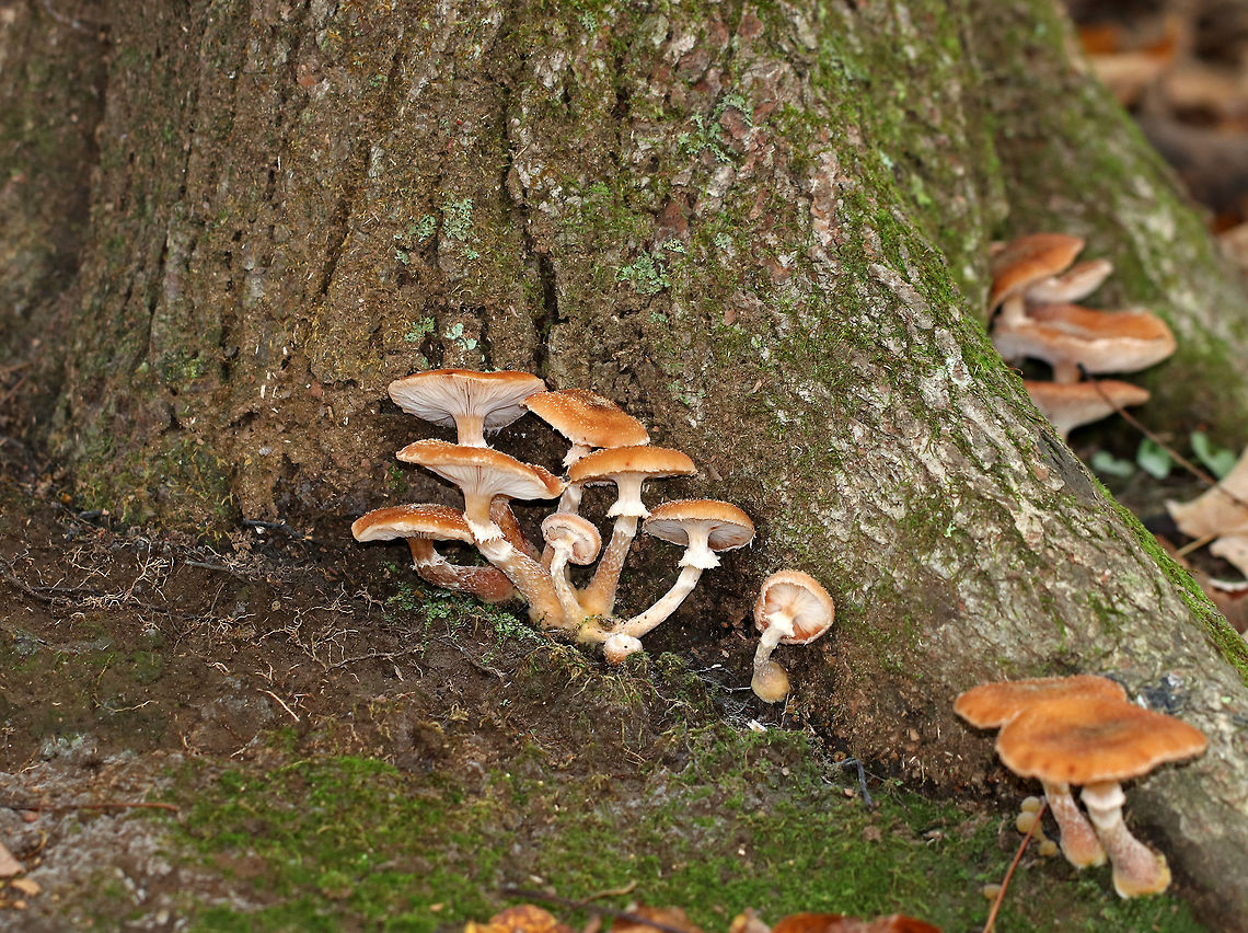 Honey Mushrooms - Armillaria mellea Caps were flat, orange/tan, faintly lined, and had scales concentrated toward the center. Gills were pinkish, attached to the stem and slightly decurrent with frequent short gills. The stipe had white flocculence and a ring.<br />
<br />
Habitat: I spotted THOUSANDS of these mushrooms growing alone or in clusters throughout a mixed forest. They were everywhere!<br />
<figure class="photo"><a href="https://www.jungledragon.com/image/67701/honey_mushrooms_-_armillaria_mellea.html" title="Honey Mushrooms - Armillaria mellea"><img src="https://s3.amazonaws.com/media.jungledragon.com/images/3232/67701_thumb.jpg?AWSAccessKeyId=05GMT0V3GWVNE7GGM1R2&Expires=1767225610&Signature=3y3%2FuQHbX9wD0SYZs479f%2BNcSx4%3D" width="200" height="170" alt="Honey Mushrooms - Armillaria mellea Caps were flat, orange/tan, faintly lined, and had scales concentrated toward the center. Gills were pinkish, attached to the stem and slightly decurrent with frequent short gills. The stipe had white flocculence and a ring.<br />
<br />
Habitat: I spotted THOUSANDS of these mushrooms growing alone or in clusters throughout a mixed forest. They were everywhere!<br />
https://www.jungledragon.com/image/67700/honey_mushrooms_-_armillaria_mellea.html<br />
https://www.jungledragon.com/image/67699/honey_mushrooms_-_armillaria_mellea.html<br />
https://www.jungledragon.com/image/67698/honey_mushrooms_-_armillaria_mellea.html<br />
https://www.jungledragon.com/image/67697/honey_mushrooms_-_armillaria_mellea.html<br />
 Armillaria mellea,Fall,Geotagged,Honey fungus,United States" /></a></figure><br />
<figure class="photo"><a href="https://www.jungledragon.com/image/67700/honey_mushrooms_-_armillaria_mellea.html" title="Honey Mushrooms - Armillaria mellea"><img src="https://s3.amazonaws.com/media.jungledragon.com/images/3232/67700_thumb.jpg?AWSAccessKeyId=05GMT0V3GWVNE7GGM1R2&Expires=1767225610&Signature=9Ajami0YQ9xK%2BHLqChspG1vBZjE%3D" width="110" height="152" alt="Honey Mushrooms - Armillaria mellea Caps were flat, orange/tan, faintly lined, and had scales concentrated toward the center. Gills were pinkish, attached to the stem and slightly decurrent with frequent short gills. The stipe had white flocculence and a ring.<br />
<br />
Habitat: I spotted THOUSANDS of these mushrooms growing alone or in clusters throughout a mixed forest. They were everywhere!<br />
https://www.jungledragon.com/image/67701/honey_mushrooms_-_armillaria_mellea.html<br />
https://www.jungledragon.com/image/67699/honey_mushrooms_-_armillaria_mellea.html<br />
https://www.jungledragon.com/image/67698/honey_mushrooms_-_armillaria_mellea.html<br />
https://www.jungledragon.com/image/67697/honey_mushrooms_-_armillaria_mellea.html<br />
 Armillaria mellea,Fall,Geotagged,Honey fungus,United States" /></a></figure><br />
<figure class="photo"><a href="https://www.jungledragon.com/image/67698/honey_mushrooms_-_armillaria_mellea.html" title="Honey Mushrooms - Armillaria mellea"><img src="https://s3.amazonaws.com/media.jungledragon.com/images/3232/67698_thumb.jpg?AWSAccessKeyId=05GMT0V3GWVNE7GGM1R2&Expires=1767225610&Signature=p2FC1DiFdJBhrR%2BGMFph0T0mhGU%3D" width="200" height="150" alt="Honey Mushrooms - Armillaria mellea Caps were flat, orange/tan, faintly lined, and had scales concentrated toward the center. Gills were pinkish, attached to the stem and slightly decurrent with frequent short gills. The stipe had white flocculence and a ring.<br />
<br />
Habitat: I spotted THOUSANDS of these mushrooms growing alone or in clusters throughout a mixed forest. They were everywhere!<br />
https://www.jungledragon.com/image/67701/honey_mushrooms_-_armillaria_mellea.html<br />
https://www.jungledragon.com/image/67700/honey_mushrooms_-_armillaria_mellea.html<br />
https://www.jungledragon.com/image/67699/honey_mushrooms_-_armillaria_mellea.html<br />
https://www.jungledragon.com/image/67697/honey_mushrooms_-_armillaria_mellea.html<br />
 Armillaria mellea,Fall,Geotagged,Honey fungus,United States" /></a></figure><br />
<figure class="photo"><a href="https://www.jungledragon.com/image/67697/honey_mushrooms_-_armillaria_mellea.html" title="Honey Mushrooms - Armillaria mellea"><img src="https://s3.amazonaws.com/media.jungledragon.com/images/3232/67697_thumb.jpg?AWSAccessKeyId=05GMT0V3GWVNE7GGM1R2&Expires=1767225610&Signature=aXNpdSIRXVg7ST9tKGc0uTJgm5k%3D" width="114" height="152" alt="Honey Mushrooms - Armillaria mellea Caps were flat, orange/tan, faintly lined, and had scales concentrated toward the center. Gills were pinkish, attached to the stem and slightly decurrent with frequent short gills. The stipe had  white flocculence and a ring.<br />
<br />
Habitat: I spotted THOUSANDS of these mushrooms growing alone or in clusters throughout a mixed forest. They were everywhere!<br />
https://www.jungledragon.com/image/67701/honey_mushrooms_-_armillaria_mellea.html<br />
https://www.jungledragon.com/image/67700/honey_mushrooms_-_armillaria_mellea.html<br />
https://www.jungledragon.com/image/67699/honey_mushrooms_-_armillaria_mellea.html<br />
https://www.jungledragon.com/image/67698/honey_mushrooms_-_armillaria_mellea.html<br />
 Armillaria mellea,Fall,Geotagged,Honey fungus,United States,fungus,mushrooms" /></a></figure><br />
 Armillaria mellea,Fall,Geotagged,Honey fungus,United States