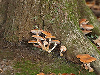 Honey Mushrooms - Armillaria mellea Caps were flat, orange/tan, faintly lined, and had scales concentrated toward the center. Gills were pinkish, attached to the stem and slightly decurrent with frequent short gills. The stipe had white flocculence and a ring.<br />
<br />
Habitat: I spotted THOUSANDS of these mushrooms growing alone or in clusters throughout a mixed forest. They were everywhere!<br />
https://www.jungledragon.com/image/67701/honey_mushrooms_-_armillaria_mellea.html<br />
https://www.jungledragon.com/image/67700/honey_mushrooms_-_armillaria_mellea.html<br />
https://www.jungledragon.com/image/67698/honey_mushrooms_-_armillaria_mellea.html<br />
https://www.jungledragon.com/image/67697/honey_mushrooms_-_armillaria_mellea.html<br />
 Armillaria mellea,Fall,Geotagged,Honey fungus,United States
