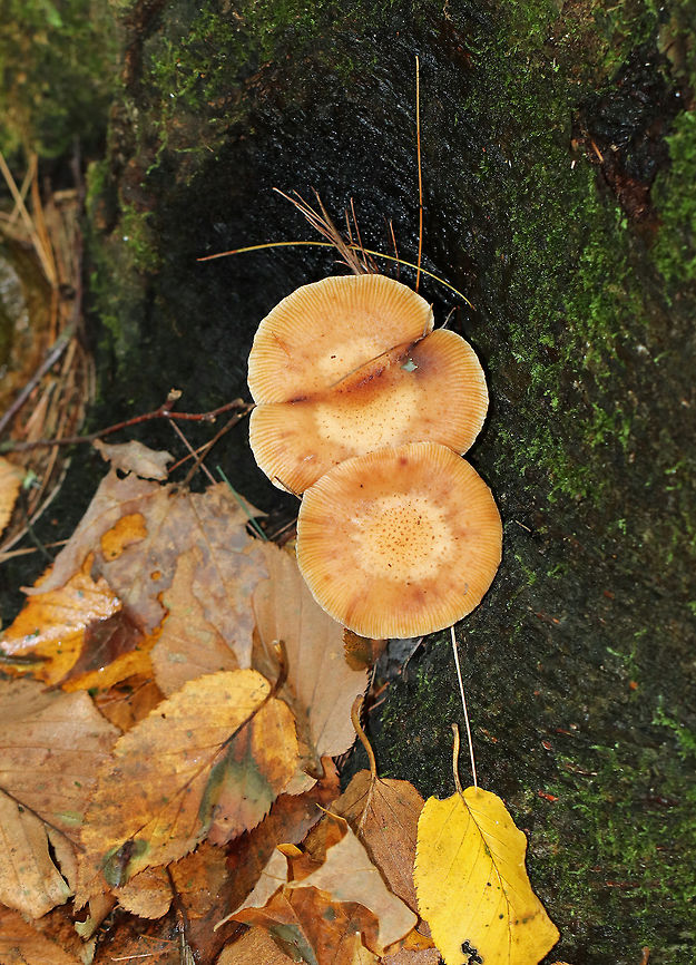 Honey Mushrooms - Armillaria mellea Caps were flat, orange/tan, faintly lined, and had scales concentrated toward the center. Gills were pinkish, attached to the stem and slightly decurrent with frequent short gills. The stipe had white flocculence and a ring.<br />
<br />
Habitat: I spotted THOUSANDS of these mushrooms growing alone or in clusters throughout a mixed forest. They were everywhere!<br />
<figure class="photo"><a href="https://www.jungledragon.com/image/67701/honey_mushrooms_-_armillaria_mellea.html" title="Honey Mushrooms - Armillaria mellea"><img src="https://s3.amazonaws.com/media.jungledragon.com/images/3232/67701_thumb.jpg?AWSAccessKeyId=05GMT0V3GWVNE7GGM1R2&Expires=1767225610&Signature=3y3%2FuQHbX9wD0SYZs479f%2BNcSx4%3D" width="200" height="170" alt="Honey Mushrooms - Armillaria mellea Caps were flat, orange/tan, faintly lined, and had scales concentrated toward the center. Gills were pinkish, attached to the stem and slightly decurrent with frequent short gills. The stipe had white flocculence and a ring.<br />
<br />
Habitat: I spotted THOUSANDS of these mushrooms growing alone or in clusters throughout a mixed forest. They were everywhere!<br />
https://www.jungledragon.com/image/67700/honey_mushrooms_-_armillaria_mellea.html<br />
https://www.jungledragon.com/image/67699/honey_mushrooms_-_armillaria_mellea.html<br />
https://www.jungledragon.com/image/67698/honey_mushrooms_-_armillaria_mellea.html<br />
https://www.jungledragon.com/image/67697/honey_mushrooms_-_armillaria_mellea.html<br />
 Armillaria mellea,Fall,Geotagged,Honey fungus,United States" /></a></figure><br />
<figure class="photo"><a href="https://www.jungledragon.com/image/67699/honey_mushrooms_-_armillaria_mellea.html" title="Honey Mushrooms - Armillaria mellea"><img src="https://s3.amazonaws.com/media.jungledragon.com/images/3232/67699_thumb.jpg?AWSAccessKeyId=05GMT0V3GWVNE7GGM1R2&Expires=1767225610&Signature=uuHgO54gy4cSYPwa40OEFeeAgoE%3D" width="200" height="150" alt="Honey Mushrooms - Armillaria mellea Caps were flat, orange/tan, faintly lined, and had scales concentrated toward the center. Gills were pinkish, attached to the stem and slightly decurrent with frequent short gills. The stipe had white flocculence and a ring.<br />
<br />
Habitat: I spotted THOUSANDS of these mushrooms growing alone or in clusters throughout a mixed forest. They were everywhere!<br />
https://www.jungledragon.com/image/67701/honey_mushrooms_-_armillaria_mellea.html<br />
https://www.jungledragon.com/image/67700/honey_mushrooms_-_armillaria_mellea.html<br />
https://www.jungledragon.com/image/67698/honey_mushrooms_-_armillaria_mellea.html<br />
https://www.jungledragon.com/image/67697/honey_mushrooms_-_armillaria_mellea.html<br />
 Armillaria mellea,Fall,Geotagged,Honey fungus,United States" /></a></figure><br />
<figure class="photo"><a href="https://www.jungledragon.com/image/67698/honey_mushrooms_-_armillaria_mellea.html" title="Honey Mushrooms - Armillaria mellea"><img src="https://s3.amazonaws.com/media.jungledragon.com/images/3232/67698_thumb.jpg?AWSAccessKeyId=05GMT0V3GWVNE7GGM1R2&Expires=1767225610&Signature=p2FC1DiFdJBhrR%2BGMFph0T0mhGU%3D" width="200" height="150" alt="Honey Mushrooms - Armillaria mellea Caps were flat, orange/tan, faintly lined, and had scales concentrated toward the center. Gills were pinkish, attached to the stem and slightly decurrent with frequent short gills. The stipe had white flocculence and a ring.<br />
<br />
Habitat: I spotted THOUSANDS of these mushrooms growing alone or in clusters throughout a mixed forest. They were everywhere!<br />
https://www.jungledragon.com/image/67701/honey_mushrooms_-_armillaria_mellea.html<br />
https://www.jungledragon.com/image/67700/honey_mushrooms_-_armillaria_mellea.html<br />
https://www.jungledragon.com/image/67699/honey_mushrooms_-_armillaria_mellea.html<br />
https://www.jungledragon.com/image/67697/honey_mushrooms_-_armillaria_mellea.html<br />
 Armillaria mellea,Fall,Geotagged,Honey fungus,United States" /></a></figure><br />
<figure class="photo"><a href="https://www.jungledragon.com/image/67697/honey_mushrooms_-_armillaria_mellea.html" title="Honey Mushrooms - Armillaria mellea"><img src="https://s3.amazonaws.com/media.jungledragon.com/images/3232/67697_thumb.jpg?AWSAccessKeyId=05GMT0V3GWVNE7GGM1R2&Expires=1767225610&Signature=aXNpdSIRXVg7ST9tKGc0uTJgm5k%3D" width="114" height="152" alt="Honey Mushrooms - Armillaria mellea Caps were flat, orange/tan, faintly lined, and had scales concentrated toward the center. Gills were pinkish, attached to the stem and slightly decurrent with frequent short gills. The stipe had  white flocculence and a ring.<br />
<br />
Habitat: I spotted THOUSANDS of these mushrooms growing alone or in clusters throughout a mixed forest. They were everywhere!<br />
https://www.jungledragon.com/image/67701/honey_mushrooms_-_armillaria_mellea.html<br />
https://www.jungledragon.com/image/67700/honey_mushrooms_-_armillaria_mellea.html<br />
https://www.jungledragon.com/image/67699/honey_mushrooms_-_armillaria_mellea.html<br />
https://www.jungledragon.com/image/67698/honey_mushrooms_-_armillaria_mellea.html<br />
 Armillaria mellea,Fall,Geotagged,Honey fungus,United States,fungus,mushrooms" /></a></figure><br />
 Armillaria mellea,Fall,Geotagged,Honey fungus,United States
