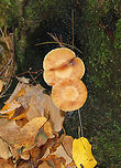 Honey Mushrooms - Armillaria mellea Caps were flat, orange/tan, faintly lined, and had scales concentrated toward the center. Gills were pinkish, attached to the stem and slightly decurrent with frequent short gills. The stipe had white flocculence and a ring.<br />
<br />
Habitat: I spotted THOUSANDS of these mushrooms growing alone or in clusters throughout a mixed forest. They were everywhere!<br />
https://www.jungledragon.com/image/67701/honey_mushrooms_-_armillaria_mellea.html<br />
https://www.jungledragon.com/image/67699/honey_mushrooms_-_armillaria_mellea.html<br />
https://www.jungledragon.com/image/67698/honey_mushrooms_-_armillaria_mellea.html<br />
https://www.jungledragon.com/image/67697/honey_mushrooms_-_armillaria_mellea.html<br />
 Armillaria mellea,Fall,Geotagged,Honey fungus,United States