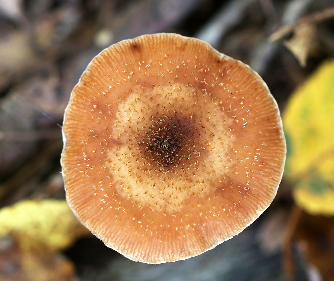 Honey Mushrooms - Armillaria mellea Caps were flat, orange/tan, faintly lined, and had scales concentrated toward the center. Gills were pinkish, attached to the stem and slightly decurrent with frequent short gills. The stipe had white flocculence and a ring.<br />
<br />
Habitat: I spotted THOUSANDS of these mushrooms growing alone or in clusters throughout a mixed forest. They were everywhere!<br />
<figure class="photo"><a href="https://www.jungledragon.com/image/67700/honey_mushrooms_-_armillaria_mellea.html" title="Honey Mushrooms - Armillaria mellea"><img src="https://s3.amazonaws.com/media.jungledragon.com/images/3232/67700_thumb.jpg?AWSAccessKeyId=05GMT0V3GWVNE7GGM1R2&Expires=1759968010&Signature=K5JDsatUZe%2BJgit%2B4KuInBGfK48%3D" width="110" height="152" alt="Honey Mushrooms - Armillaria mellea Caps were flat, orange/tan, faintly lined, and had scales concentrated toward the center. Gills were pinkish, attached to the stem and slightly decurrent with frequent short gills. The stipe had white flocculence and a ring.<br />
<br />
Habitat: I spotted THOUSANDS of these mushrooms growing alone or in clusters throughout a mixed forest. They were everywhere!<br />
https://www.jungledragon.com/image/67701/honey_mushrooms_-_armillaria_mellea.html<br />
https://www.jungledragon.com/image/67699/honey_mushrooms_-_armillaria_mellea.html<br />
https://www.jungledragon.com/image/67698/honey_mushrooms_-_armillaria_mellea.html<br />
https://www.jungledragon.com/image/67697/honey_mushrooms_-_armillaria_mellea.html<br />
 Armillaria mellea,Fall,Geotagged,Honey fungus,United States" /></a></figure><br />
<figure class="photo"><a href="https://www.jungledragon.com/image/67699/honey_mushrooms_-_armillaria_mellea.html" title="Honey Mushrooms - Armillaria mellea"><img src="https://s3.amazonaws.com/media.jungledragon.com/images/3232/67699_thumb.jpg?AWSAccessKeyId=05GMT0V3GWVNE7GGM1R2&Expires=1759968010&Signature=NjNuptEufZKkUGlk2d48Hu8rnCI%3D" width="200" height="150" alt="Honey Mushrooms - Armillaria mellea Caps were flat, orange/tan, faintly lined, and had scales concentrated toward the center. Gills were pinkish, attached to the stem and slightly decurrent with frequent short gills. The stipe had white flocculence and a ring.<br />
<br />
Habitat: I spotted THOUSANDS of these mushrooms growing alone or in clusters throughout a mixed forest. They were everywhere!<br />
https://www.jungledragon.com/image/67701/honey_mushrooms_-_armillaria_mellea.html<br />
https://www.jungledragon.com/image/67700/honey_mushrooms_-_armillaria_mellea.html<br />
https://www.jungledragon.com/image/67698/honey_mushrooms_-_armillaria_mellea.html<br />
https://www.jungledragon.com/image/67697/honey_mushrooms_-_armillaria_mellea.html<br />
 Armillaria mellea,Fall,Geotagged,Honey fungus,United States" /></a></figure><br />
<figure class="photo"><a href="https://www.jungledragon.com/image/67698/honey_mushrooms_-_armillaria_mellea.html" title="Honey Mushrooms - Armillaria mellea"><img src="https://s3.amazonaws.com/media.jungledragon.com/images/3232/67698_thumb.jpg?AWSAccessKeyId=05GMT0V3GWVNE7GGM1R2&Expires=1759968010&Signature=jBdW1ucInnIxvn94iQKCopoBTDw%3D" width="200" height="150" alt="Honey Mushrooms - Armillaria mellea Caps were flat, orange/tan, faintly lined, and had scales concentrated toward the center. Gills were pinkish, attached to the stem and slightly decurrent with frequent short gills. The stipe had white flocculence and a ring.<br />
<br />
Habitat: I spotted THOUSANDS of these mushrooms growing alone or in clusters throughout a mixed forest. They were everywhere!<br />
https://www.jungledragon.com/image/67701/honey_mushrooms_-_armillaria_mellea.html<br />
https://www.jungledragon.com/image/67700/honey_mushrooms_-_armillaria_mellea.html<br />
https://www.jungledragon.com/image/67699/honey_mushrooms_-_armillaria_mellea.html<br />
https://www.jungledragon.com/image/67697/honey_mushrooms_-_armillaria_mellea.html<br />
 Armillaria mellea,Fall,Geotagged,Honey fungus,United States" /></a></figure><br />
<figure class="photo"><a href="https://www.jungledragon.com/image/67697/honey_mushrooms_-_armillaria_mellea.html" title="Honey Mushrooms - Armillaria mellea"><img src="https://s3.amazonaws.com/media.jungledragon.com/images/3232/67697_thumb.jpg?AWSAccessKeyId=05GMT0V3GWVNE7GGM1R2&Expires=1759968010&Signature=0RBchhkav9MUaJFAX7AflkTs8r8%3D" width="114" height="152" alt="Honey Mushrooms - Armillaria mellea Caps were flat, orange/tan, faintly lined, and had scales concentrated toward the center. Gills were pinkish, attached to the stem and slightly decurrent with frequent short gills. The stipe had  white flocculence and a ring.<br />
<br />
Habitat: I spotted THOUSANDS of these mushrooms growing alone or in clusters throughout a mixed forest. They were everywhere!<br />
https://www.jungledragon.com/image/67701/honey_mushrooms_-_armillaria_mellea.html<br />
https://www.jungledragon.com/image/67700/honey_mushrooms_-_armillaria_mellea.html<br />
https://www.jungledragon.com/image/67699/honey_mushrooms_-_armillaria_mellea.html<br />
https://www.jungledragon.com/image/67698/honey_mushrooms_-_armillaria_mellea.html<br />
 Armillaria mellea,Fall,Geotagged,Honey fungus,United States,fungus,mushrooms" /></a></figure><br />
 Armillaria mellea,Fall,Geotagged,Honey fungus,United States