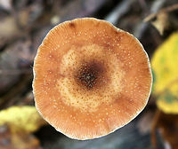 Honey Mushrooms - Armillaria mellea Caps were flat, orange/tan, faintly lined, and had scales concentrated toward the center. Gills were pinkish, attached to the stem and slightly decurrent with frequent short gills. The stipe had white flocculence and a ring.<br />
<br />
Habitat: I spotted THOUSANDS of these mushrooms growing alone or in clusters throughout a mixed forest. They were everywhere!<br />
https://www.jungledragon.com/image/67700/honey_mushrooms_-_armillaria_mellea.html<br />
https://www.jungledragon.com/image/67699/honey_mushrooms_-_armillaria_mellea.html<br />
https://www.jungledragon.com/image/67698/honey_mushrooms_-_armillaria_mellea.html<br />
https://www.jungledragon.com/image/67697/honey_mushrooms_-_armillaria_mellea.html<br />
 Armillaria mellea,Fall,Geotagged,Honey fungus,United States