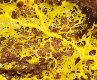 Many-headed Slime - Physarum polycephalum This enigmatic slime mold moves using shuttle streaming, which is characterized by rhythmic back-and-forth flow of the protoplasm. Incredibly, this slime mold exhibits intelligent characteristics similar to those seen in single-celled creatures and social insects. For example, it is able to solve the shortest path problem - When grown in a maze, P. polycephalum will retract from everywhere in the maze, except the shortest route connecting the food sources, thus producing efficient networks by getting to the food using the shortest route. Amazing!<br />
<br />
Habitat: Growing under bark on a fallen, rotting tree in a deciduous forest.<br />
https://www.jungledragon.com/image/67744/many-headed_slime_-_physarum_polycephalum.html Fall,Geotagged,Many-headed slime,Physarum polycephalum,United States,slime mold