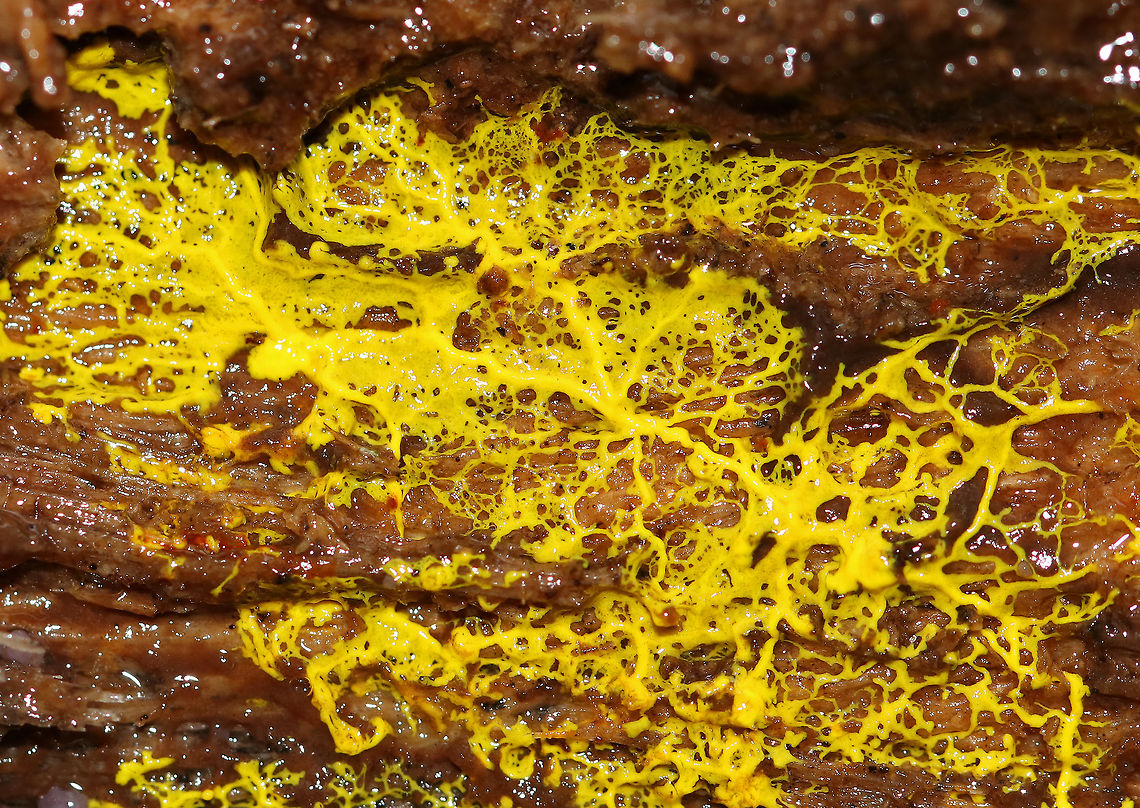 Many-headed Slime - Physarum polycephalum This enigmatic slime mold moves using shuttle streaming, which is characterized by rhythmic back-and-forth flow of the protoplasm. Incredibly, this slime mold exhibits intelligent characteristics similar to those seen in single-celled creatures and social insects. For example, it is able to solve the shortest path problem - When grown in a maze, P. polycephalum will retract from everywhere in the maze, except the shortest route connecting the food sources, thus producing efficient networks by getting to the food using the shortest route. Amazing!<br />
<br />
Habitat: Growing under bark on a fallen, rotting tree in a deciduous forest.<br />
<figure class="photo"><a href="https://www.jungledragon.com/image/67743/many-headed_slime_-_physarum_polycephalum.html" title="Many-headed Slime - Physarum polycephalum"><img src="https://s3.amazonaws.com/media.jungledragon.com/images/3232/67743_thumb.jpg?AWSAccessKeyId=05GMT0V3GWVNE7GGM1R2&Expires=1770854410&Signature=SQ5sKSb0861ry4BrJPaGGBdz5B8%3D" width="200" height="166" alt="Many-headed Slime - Physarum polycephalum This enigmatic slime mold moves using shuttle streaming, which is characterized by rhythmic back-and-forth flow of the protoplasm. Incredibly, this slime mold exhibits intelligent characteristics similar to those seen in single-celled creatures and social insects. For example, it is able to solve the shortest path problem - When grown in a maze, P. polycephalum will retract from everywhere in the maze, except the shortest route connecting the food sources, thus producing efficient networks by getting to the food using the shortest route. Amazing!<br />
<br />
Habitat: Growing under bark on a fallen, rotting tree in a deciduous forest.<br />
https://www.jungledragon.com/image/67744/many-headed_slime_-_physarum_polycephalum.html Fall,Geotagged,Many-headed slime,Physarum polycephalum,United States,slime mold" /></a></figure> Fall,Geotagged,Many-headed slime,Physarum polycephalum,United States,slime mold