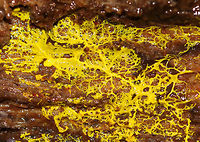 Many-headed Slime - Physarum polycephalum This enigmatic slime mold moves using shuttle streaming, which is characterized by rhythmic back-and-forth flow of the protoplasm. Incredibly, this slime mold exhibits intelligent characteristics similar to those seen in single-celled creatures and social insects. For example, it is able to solve the shortest path problem - When grown in a maze, P. polycephalum will retract from everywhere in the maze, except the shortest route connecting the food sources, thus producing efficient networks by getting to the food using the shortest route. Amazing!<br />
<br />
Habitat: Growing under bark on a fallen, rotting tree in a deciduous forest.<br />
https://www.jungledragon.com/image/67743/many-headed_slime_-_physarum_polycephalum.html Fall,Geotagged,Many-headed slime,Physarum polycephalum,United States,slime mold