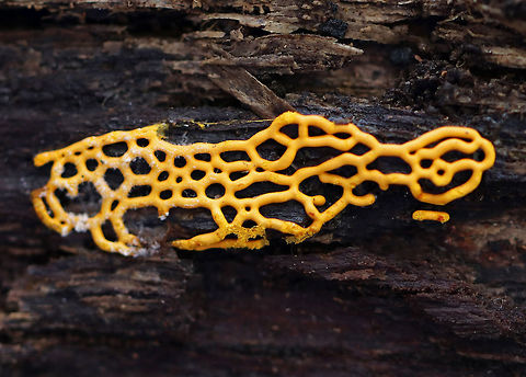 Pretzel Slime Mold - Hemitrichia serpula 
Pale orange, pretzel-shaped network of slime mold strands.

Slime molds do not form penetrating or absorptive masses of hyphae on the wood substrate. Rather, slime molds form structures called plasmodia, which do not have cell walls. Plasmodia are masses of protoplasm which can move and engulf particles of food in an amoeboid manner. They creep over surfaces, engulfing bacteria, fungal spores, protozoa, and particles of nonliving organic matter. Eventually, the plasmodia turn into spore-bearing structures.
In Hemitrichia, the plasmodium forms a plasmodiocarp fruiting body where the spore-forming structure retains the
shape of the main veins of the plasmodium.

Habitat: Growing under the bark of a rotting stump in a mixed forest. Fall,Geotagged,Hemitrichia serpula,Pretzel Slime Mold,United States,slime mold