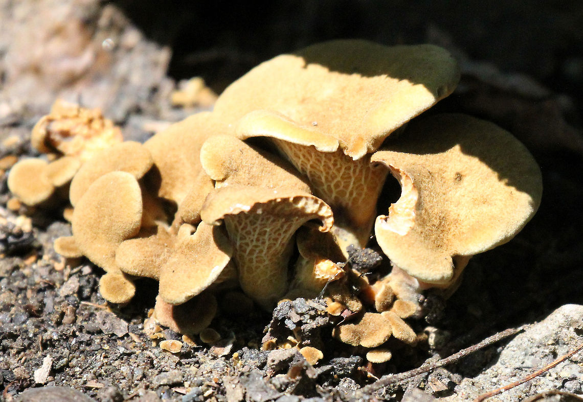 Ash Tree Bolete - Boletinellus merulioides Large, tan, irregular caps. Gill-like, decurrent pores. Thick, off-centered stipe.<br />
<br />
Habitat: Growing in a cluster along a hiking trail in a wet, mixed forest. Ash-tree bolete,Boletinellus merulioides,Geotagged,Summer,United States,bolete,fungus,mushroom