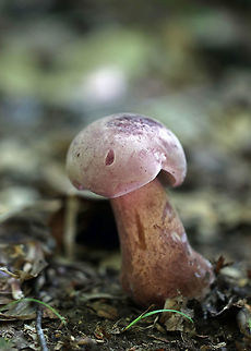 Violet Bitter Bolete - Tylopilus violatinctus Convex, purple, suede-like cap. Pores were white. The stipe was purplish brown with white, basal mycelium. The pores did not bruise.

Habitat: Growing in a disturbed, mostly deciduous forest. Geotagged,Summer,Tylopilus violatinctus,United States,Violet Bitter Bolete,bolete,fungus,mushroom