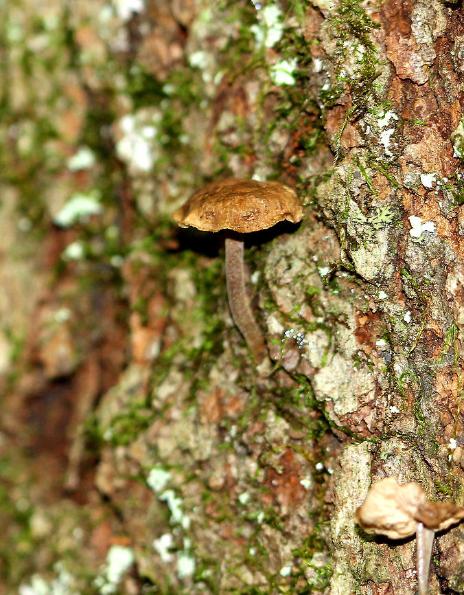 Fetid Marasmius - Gymnopus foetidus Tiny, brownish mushrooms growing in small clusters on rotting, deciduous wood.<br />
<br />
Habitat: Mixed forest Fetid Marasmius,Geotagged,Gymnopus,Gymnopus foetidus,Summer,United States,fetid marasmius,fungus,mushroom