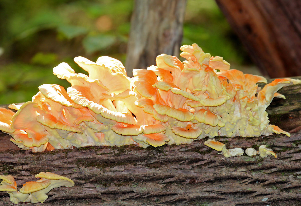 Chicken of the Woods - Laetiporus sulphureus Orange and cream colored caps that were attached directly to a fallen tree. Caps are fan shaped and grew in clusters that ranged in size from 1-4 feet long.<br />
<br />
Habitat: mixed forest<br />
<figure class="photo"><a href="https://www.jungledragon.com/image/67825/chicken_of_the_woods_-_laetiporus_sulphureus.html" title="Chicken of the Woods - Laetiporus sulphureus"><img src="https://s3.amazonaws.com/media.jungledragon.com/images/3232/67825_thumb.jpg?AWSAccessKeyId=05GMT0V3GWVNE7GGM1R2&Expires=1759968010&Signature=w13ByuwUMGs%2FawRPBYfDqY25qyM%3D" width="200" height="146" alt="Chicken of the Woods - Laetiporus sulphureus Orange and cream colored caps that were attached directly to a fallen tree. Caps are fan shaped and grew in clusters that ranged in size from 1-4 feet long.<br />
<br />
Habitat: mixed forest<br />
https://www.jungledragon.com/image/57048/chicken_of_the_woods.html<br />
https://www.jungledragon.com/image/67824/chicken_of_the_woods_-_laetiporus_sulphureus.html Geotagged,Laetiporus sulphureus,Summer,United States,chicken of the woods" /></a></figure><br />
<figure class="photo"><a href="https://www.jungledragon.com/image/57048/chicken_of_the_woods.html" title="Chicken of the Woods"><img src="https://s3.amazonaws.com/media.jungledragon.com/images/3232/57048_thumb.jpg?AWSAccessKeyId=05GMT0V3GWVNE7GGM1R2&Expires=1759968010&Signature=wwIzC9RCEWVql8%2FGokmml3lg%2FC8%3D" width="200" height="142" alt="Chicken of the Woods Orange and cream colored caps that are attached directly to a fallen tree. Caps are fan shaped and grew in clusters that ranged in size from 1-4 feet long.<br />
https://www.jungledragon.com/image/67824/chicken_of_the_woods_-_laetiporus_sulphureus.html<br />
https://www.jungledragon.com/image/67825/chicken_of_the_woods_-_laetiporus_sulphureus.html Chicken of the Woods,Chicken of the woods,Geotagged,Laetiporus sulphureus,Sulphur shelf,Summer,United States,fungus,mushroom" /></a></figure> Chicken of the Woods,Geotagged,Laetiporus sulphureus,Summer,United States