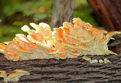 Chicken of the Woods - Laetiporus sulphureus Orange and cream colored caps that were attached directly to a fallen tree. Caps are fan shaped and grew in clusters that ranged in size from 1-4 feet long.

Habitat: mixed forest
https://www.jungledragon.com/image/67825/chicken_of_the_woods_-_laetiporus_sulphureus.html
https://www.jungledragon.com/image/57048/chicken_of_the_woods.html Chicken of the Woods,Geotagged,Laetiporus sulphureus,Summer,United States