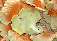 Chicken of the Woods - Laetiporus sulphureus Orange and cream colored caps that were attached directly to a fallen tree. Caps are fan shaped and grew in clusters that ranged in size from 1-4 feet long.<br />
<br />
Habitat: mixed forest<br />
https://www.jungledragon.com/image/57048/chicken_of_the_woods.html<br />
https://www.jungledragon.com/image/67824/chicken_of_the_woods_-_laetiporus_sulphureus.html Geotagged,Laetiporus sulphureus,Summer,United States,chicken of the woods