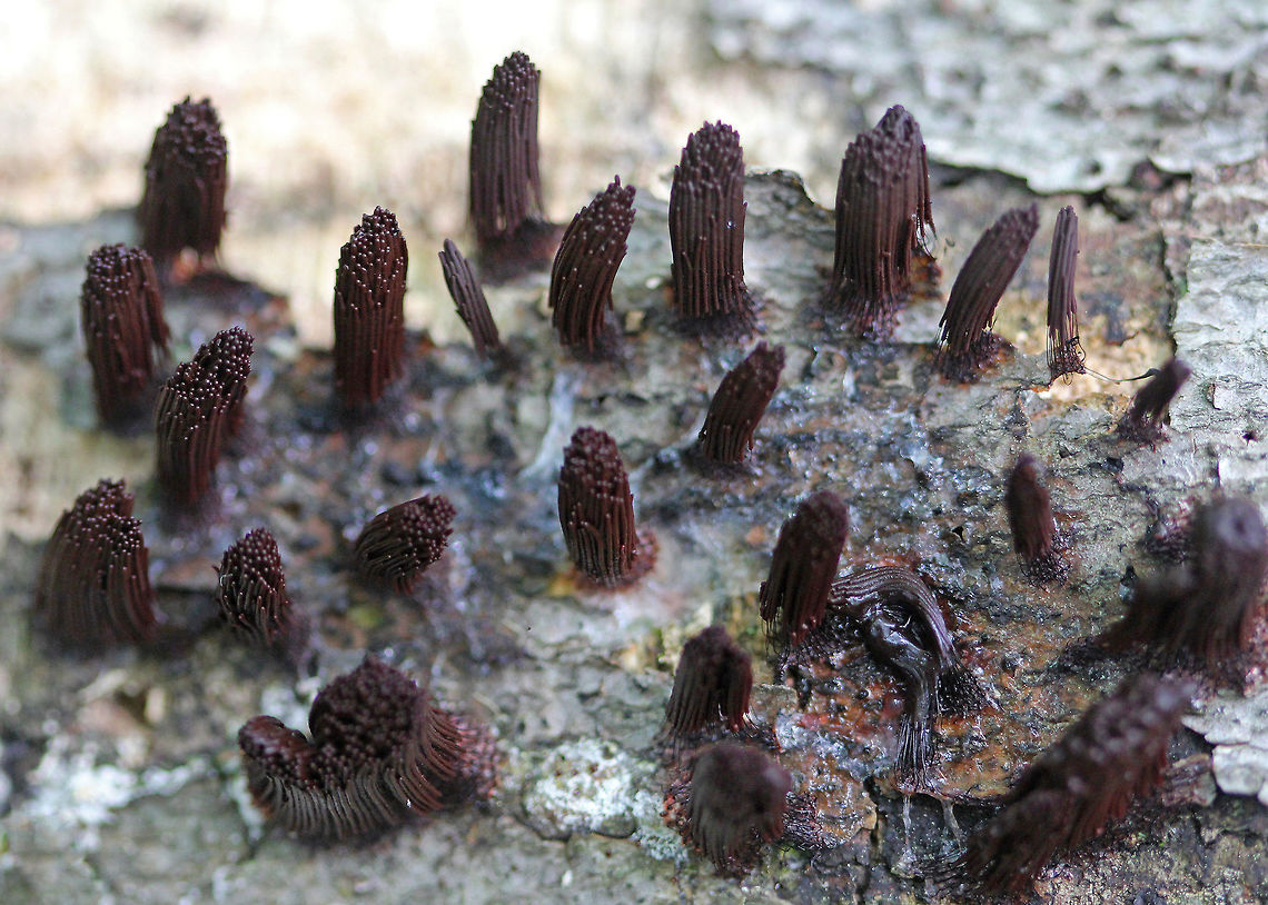 Chocolate Tube Slime Mold - Stemonitis axifera Tall, reddish brown sporangia on slender stalks.<br />
<br />
Habitat: Growing in clusters on decaying wood. Chocolate Tube Slime Mold,Geotagged,Spring,Stemonitis axifera,United States,slime mold,stemonitis,stemonitis axifera