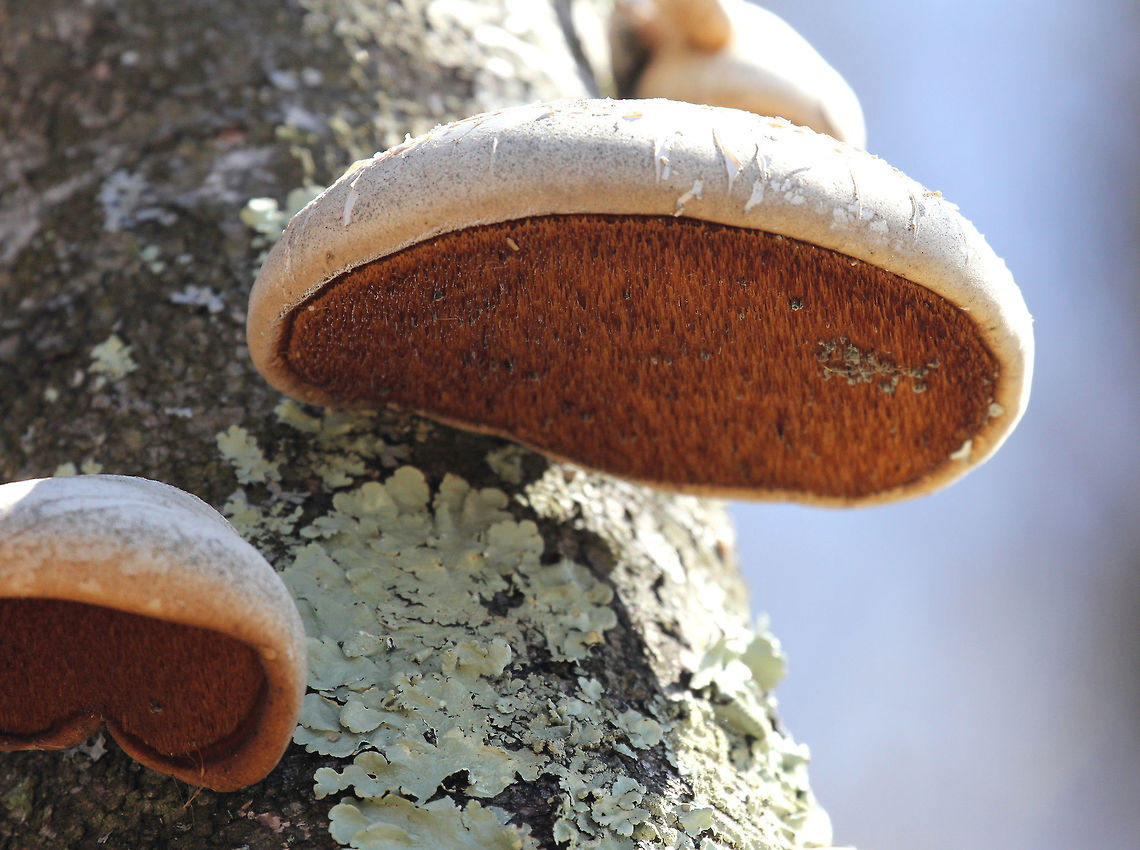 Birch Polypore - Fomitopsis betulina <br />
An annual birch polypore with kidney-shaped caps that are whitish to brownish with the pore surface being whitish (or brown with age). It&#039;s very common on birch trees. The surface of the fruiting body was traditionally used as a strop for sharpening the edges on razors. &quot;&Ouml;tzi the Iceman&quot; (the 5,000-year-old mummy found in Tyrol) was found to be carrying this fungus. Birch polypore,Fomitopsis betulina,Geotagged,Spring,United States