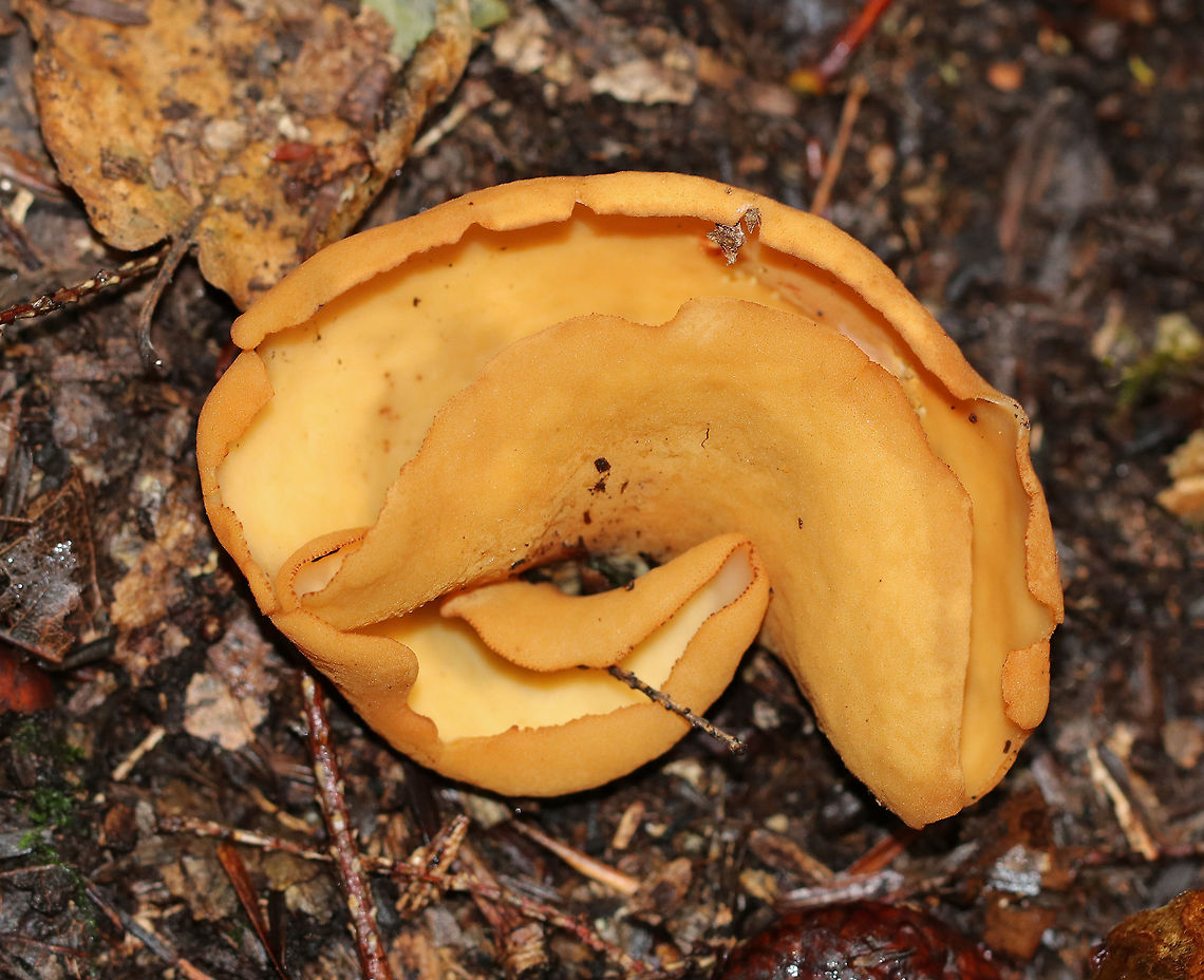 Otidea alutacea Deep cups that had several slits in it. Inside was pale orange and smooth. The outside was orange-tan and slightly textured.<br />
<br />
Habitat: Growing on the ground along a hiking trail in a mixed forest.<br />
<figure class="photo"><a href="https://www.jungledragon.com/image/67831/otidea_alutacea.html" title="Otidea alutacea"><img src="https://s3.amazonaws.com/media.jungledragon.com/images/3232/67831_thumb.jpg?AWSAccessKeyId=05GMT0V3GWVNE7GGM1R2&Expires=1759968010&Signature=%2BS0Q0h9rlkMc%2Bd3kkIRc6rlnsyA%3D" width="200" height="162" alt="Otidea alutacea Deep cups that had several slits in it. Inside was pale orange and smooth. The outside was orange-tan and slightly textured.<br />
<br />
Habitat: Growing on the ground along a hiking trail in a mixed forest.<br />
https://www.jungledragon.com/image/67830/otidea_alutacea.html<br />
https://www.jungledragon.com/image/67829/otidea_alutacea.html Fall,Geotagged,Otidea,Otidea alutacea,United States,fungus,mushroom" /></a></figure><br />
<figure class="photo"><a href="https://www.jungledragon.com/image/67830/otidea_alutacea.html" title="Otidea alutacea"><img src="https://s3.amazonaws.com/media.jungledragon.com/images/3232/67830_thumb.jpg?AWSAccessKeyId=05GMT0V3GWVNE7GGM1R2&Expires=1759968010&Signature=h4VEGdXaFtUhtyBeGSDRe747NRA%3D" width="102" height="152" alt="Otidea alutacea Deep cups that had several slits in it. Inside was pale orange and smooth. The outside was orange-tan and slightly textured.<br />
<br />
Habitat: Growing on the ground along a hiking trail in a mixed forest.<br />
https://www.jungledragon.com/image/67831/otidea_alutacea.html<br />
https://www.jungledragon.com/image/67829/otidea_alutacea.html Fall,Geotagged,Otidea alutacea,United States,fungus,mushroom" /></a></figure> Fall,Geotagged,Otidea,Otidea alutacea,United States