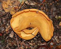 Otidea alutacea Deep cups that had several slits in it. Inside was pale orange and smooth. The outside was orange-tan and slightly textured.<br />
<br />
Habitat: Growing on the ground along a hiking trail in a mixed forest.<br />
https://www.jungledragon.com/image/67831/otidea_alutacea.html<br />
https://www.jungledragon.com/image/67830/otidea_alutacea.html Fall,Geotagged,Otidea,Otidea alutacea,United States