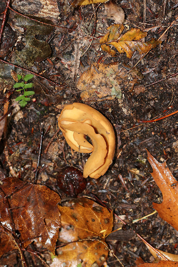 Otidea alutacea Deep cups that had several slits in it. Inside was pale orange and smooth. The outside was orange-tan and slightly textured.<br />
<br />
Habitat: Growing on the ground along a hiking trail in a mixed forest.<br />
<figure class="photo"><a href="https://www.jungledragon.com/image/67831/otidea_alutacea.html" title="Otidea alutacea"><img src="https://s3.amazonaws.com/media.jungledragon.com/images/3232/67831_thumb.jpg?AWSAccessKeyId=05GMT0V3GWVNE7GGM1R2&Expires=1769040010&Signature=cVq9riVqaHtJmSxTCLbKZ0PC7jI%3D" width="200" height="162" alt="Otidea alutacea Deep cups that had several slits in it. Inside was pale orange and smooth. The outside was orange-tan and slightly textured.<br />
<br />
Habitat: Growing on the ground along a hiking trail in a mixed forest.<br />
https://www.jungledragon.com/image/67830/otidea_alutacea.html<br />
https://www.jungledragon.com/image/67829/otidea_alutacea.html Fall,Geotagged,Otidea,Otidea alutacea,United States,fungus,mushroom" /></a></figure><br />
<figure class="photo"><a href="https://www.jungledragon.com/image/67829/otidea_alutacea.html" title="Otidea alutacea"><img src="https://s3.amazonaws.com/media.jungledragon.com/images/3232/67829_thumb.jpg?AWSAccessKeyId=05GMT0V3GWVNE7GGM1R2&Expires=1769040010&Signature=wBN1SFnTsVdZ4QUrLlq%2Bh9iYRec%3D" width="200" height="164" alt="Otidea alutacea Deep cups that had several slits in it. Inside was pale orange and smooth. The outside was orange-tan and slightly textured.<br />
<br />
Habitat: Growing on the ground along a hiking trail in a mixed forest.<br />
https://www.jungledragon.com/image/67831/otidea_alutacea.html<br />
https://www.jungledragon.com/image/67830/otidea_alutacea.html Fall,Geotagged,Otidea,Otidea alutacea,United States" /></a></figure> Fall,Geotagged,Otidea alutacea,United States,fungus,mushroom