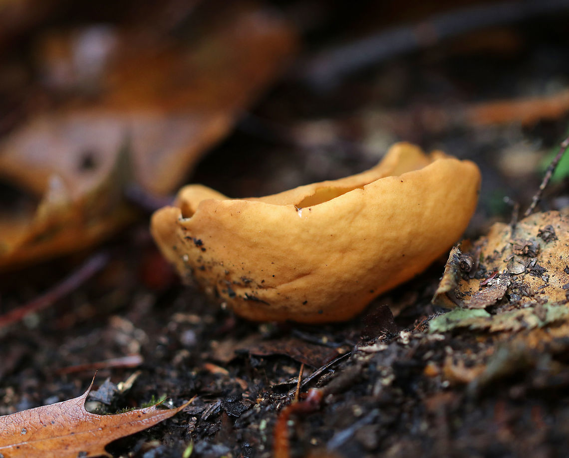 Otidea alutacea Deep cups that had several slits in it. Inside was pale orange and smooth. The outside was orange-tan and slightly textured.<br />
<br />
Habitat: Growing on the ground along a hiking trail in a mixed forest.<br />
<figure class="photo"><a href="https://www.jungledragon.com/image/67830/otidea_alutacea.html" title="Otidea alutacea"><img src="https://s3.amazonaws.com/media.jungledragon.com/images/3232/67830_thumb.jpg?AWSAccessKeyId=05GMT0V3GWVNE7GGM1R2&Expires=1759968010&Signature=h4VEGdXaFtUhtyBeGSDRe747NRA%3D" width="102" height="152" alt="Otidea alutacea Deep cups that had several slits in it. Inside was pale orange and smooth. The outside was orange-tan and slightly textured.<br />
<br />
Habitat: Growing on the ground along a hiking trail in a mixed forest.<br />
https://www.jungledragon.com/image/67831/otidea_alutacea.html<br />
https://www.jungledragon.com/image/67829/otidea_alutacea.html Fall,Geotagged,Otidea alutacea,United States,fungus,mushroom" /></a></figure><br />
<figure class="photo"><a href="https://www.jungledragon.com/image/67829/otidea_alutacea.html" title="Otidea alutacea"><img src="https://s3.amazonaws.com/media.jungledragon.com/images/3232/67829_thumb.jpg?AWSAccessKeyId=05GMT0V3GWVNE7GGM1R2&Expires=1759968010&Signature=2AKqUsZ6I5aH%2Bs3Ogz945LgkBiA%3D" width="200" height="164" alt="Otidea alutacea Deep cups that had several slits in it. Inside was pale orange and smooth. The outside was orange-tan and slightly textured.<br />
<br />
Habitat: Growing on the ground along a hiking trail in a mixed forest.<br />
https://www.jungledragon.com/image/67831/otidea_alutacea.html<br />
https://www.jungledragon.com/image/67830/otidea_alutacea.html Fall,Geotagged,Otidea,Otidea alutacea,United States" /></a></figure> Fall,Geotagged,Otidea,Otidea alutacea,United States,fungus,mushroom