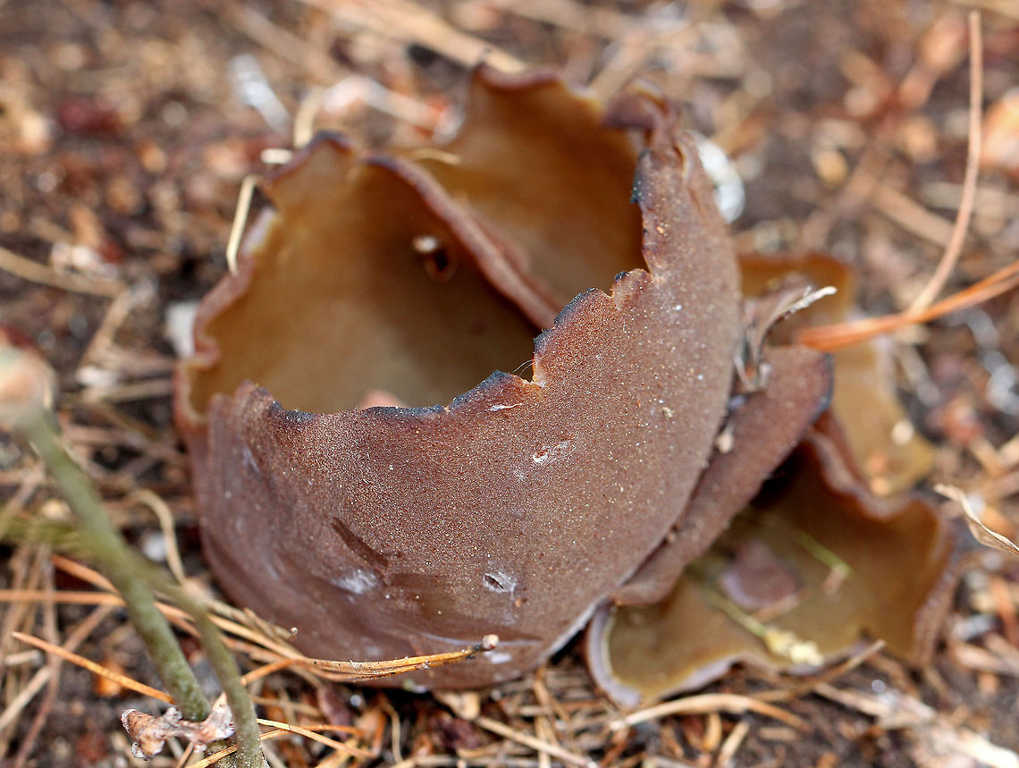 Peziza badia Tall, brown cup fungi. The outside was brown and fuzzy. The inside was smooth and olive-brown.<br />
<br />
Habitat: Growing in sandy soil on the side of a hiking path.<br />
<figure class="photo"><a href="https://www.jungledragon.com/image/67833/peziza_badia.html" title="Peziza badia"><img src="https://s3.amazonaws.com/media.jungledragon.com/images/3232/67833_thumb.jpg?AWSAccessKeyId=05GMT0V3GWVNE7GGM1R2&Expires=1769040010&Signature=Nf5NlPzsPU541Z3Hw%2F%2Fn07ZcIMg%3D" width="200" height="138" alt="Peziza badia Tall, brown cup fungi. The outside was brown and fuzzy. The inside was smooth and olive-brown.<br />
<br />
Habitat: Growing in sandy soil on the side of a hiking path.<br />
https://www.jungledragon.com/image/67832/peziza_badia.html Geotagged,Peziza badia,Spring,United States,cup fungus,mushroom,peziza" /></a></figure> Geotagged,Peziza badia,Spring,United States,cup fungus,mushroom,peziza