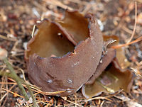 Peziza badia Tall, brown cup fungi. The outside was brown and fuzzy. The inside was smooth and olive-brown.<br />
<br />
Habitat: Growing in sandy soil on the side of a hiking path.<br />
https://www.jungledragon.com/image/67833/peziza_badia.html Geotagged,Peziza badia,Spring,United States,cup fungus,mushroom,peziza