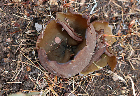 Peziza badia Tall, brown cup fungi. The outside was brown and fuzzy. The inside was smooth and olive-brown.

Habitat: Growing in sandy soil on the side of a hiking path.
https://www.jungledragon.com/image/67832/peziza_badia.html Geotagged,Peziza badia,Spring,United States,cup fungus,mushroom,peziza