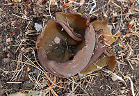 Peziza badia Tall, brown cup fungi. The outside was brown and fuzzy. The inside was smooth and olive-brown.<br />
<br />
Habitat: Growing in sandy soil on the side of a hiking path.<br />
https://www.jungledragon.com/image/67832/peziza_badia.html Geotagged,Peziza badia,Spring,United States,cup fungus,mushroom,peziza