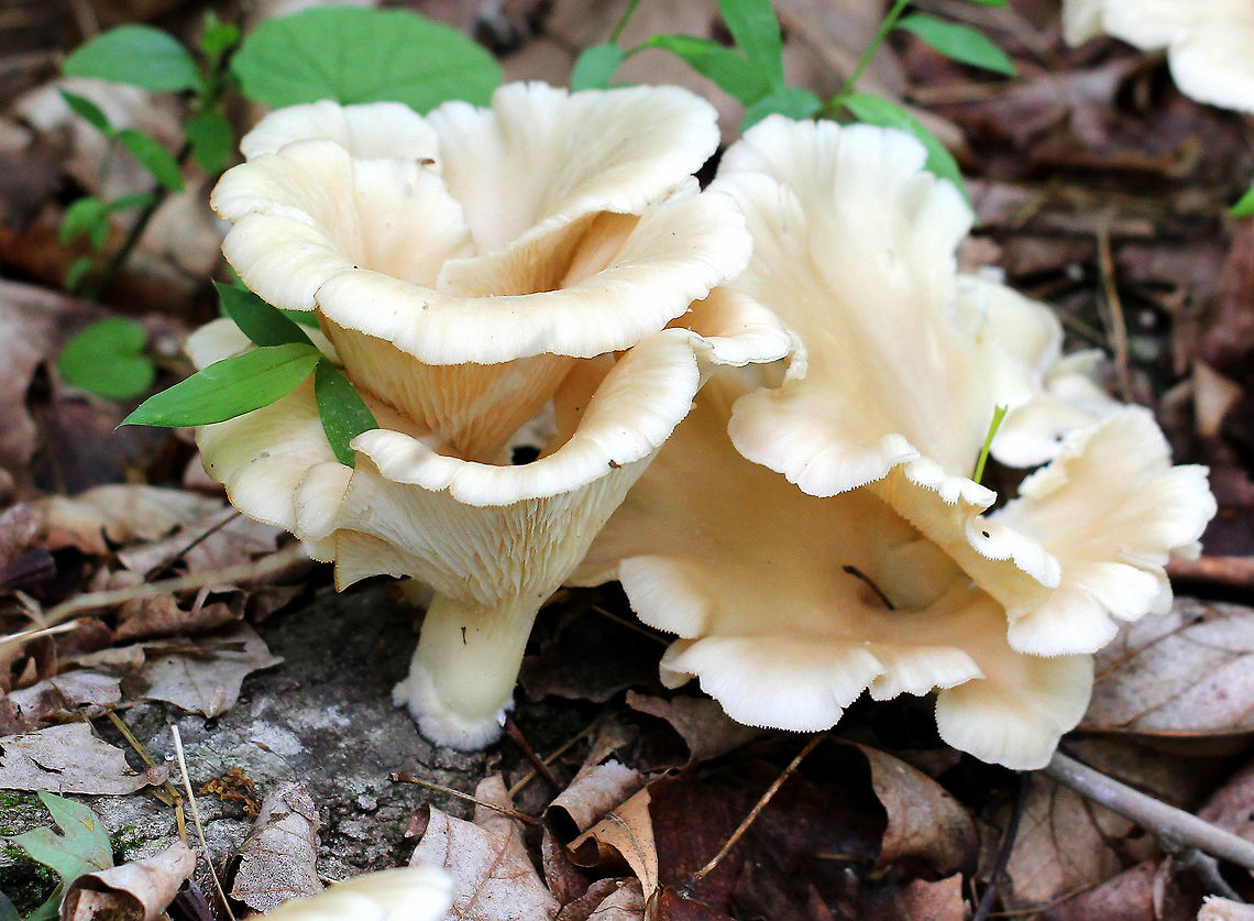 Indian Oyster - Pleurotus pulmonarius Pale, tan/cream-colored mushrooms with wavy margins and decurrent gills.<br />
<br />
Habitat: Growing on rotting wood in a deciduous forest. Geotagged,Lung Oyster,Pleurotus pulmonarius,Spring,United States,mushroom,oyster