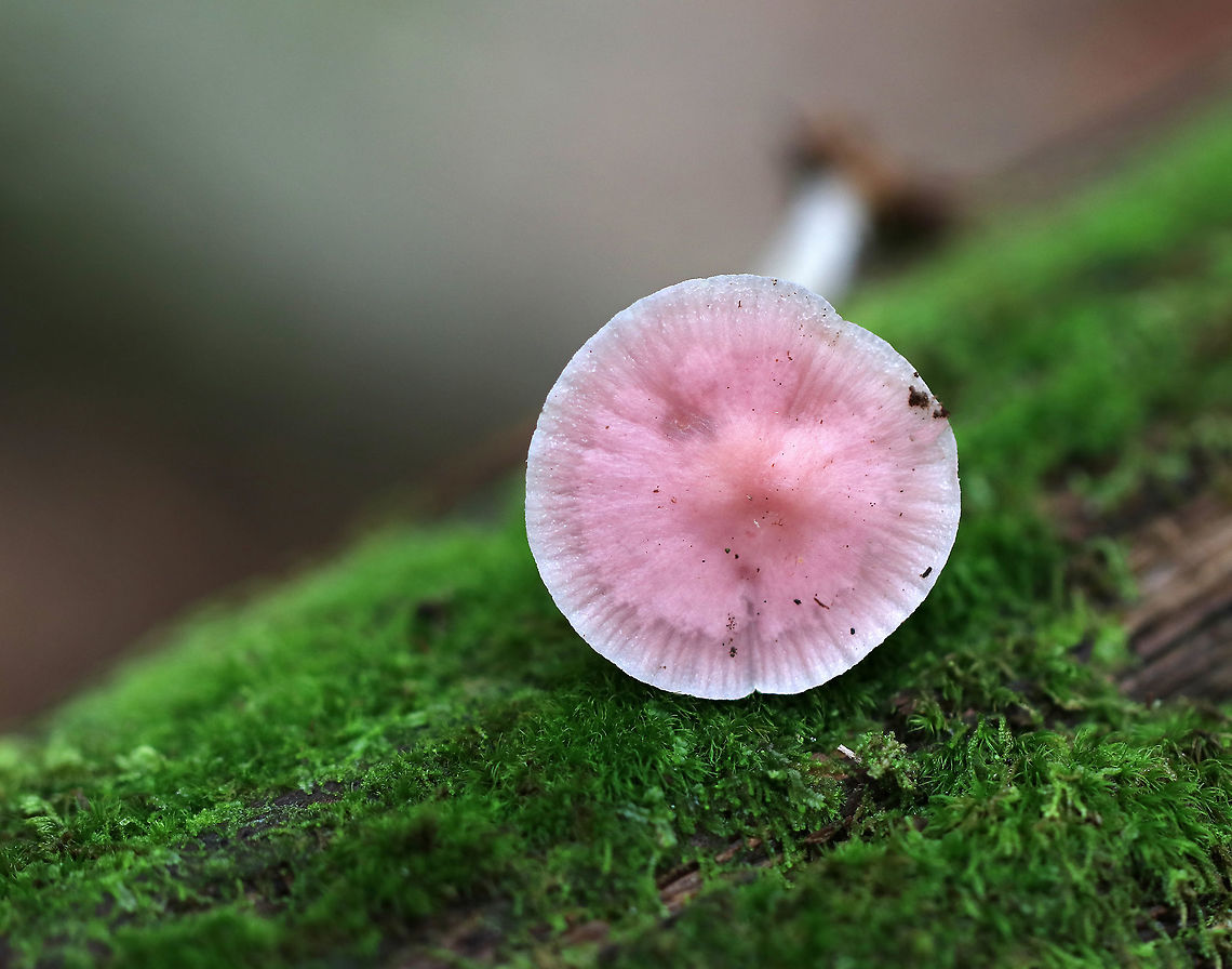 Rosy Bonnet - Mycena rosea Pinkish lavender, flat, tacky cap with striate margins. Gills were white with frequent short gills. The stem was pale pink, long, and fragile.<br />
<br />
Habitat: Growing in a mixed forest<br />
<figure class="photo"><a href="https://www.jungledragon.com/image/67862/rosy_bonnet_-_mycena_rosea.html" title="Rosy Bonnet - Mycena rosea"><img src="https://s3.amazonaws.com/media.jungledragon.com/images/3232/67862_thumb.jpg?AWSAccessKeyId=05GMT0V3GWVNE7GGM1R2&Expires=1759968010&Signature=UJ2yU6RwaR6zpRqC73EHbMubm9E%3D" width="200" height="134" alt="Rosy Bonnet - Mycena rosea <br />
Pinkish lavender, flat, tacky cap with striate margins. Gills were white with frequent short gills. The stem was pale pink, long, and fragile.<br />
<br />
Habitat: Growing in a mixed forest<br />
https://www.jungledragon.com/image/67860/rosy_bonnet_-_mycena_rosea.html<br />
https://www.jungledragon.com/image/67861/rosy_bonnet_-_mycena_rosea.html Fall,Geotagged,Mycena rosea,Rosy bonnet,United States,fungus,mushroom" /></a></figure><br />
<figure class="photo"><a href="https://www.jungledragon.com/image/67861/rosy_bonnet_-_mycena_rosea.html" title="Rosy Bonnet - Mycena rosea"><img src="https://s3.amazonaws.com/media.jungledragon.com/images/3232/67861_thumb.jpg?AWSAccessKeyId=05GMT0V3GWVNE7GGM1R2&Expires=1759968010&Signature=qQ4BnHManU516EW9JJxUxiMcNz0%3D" width="200" height="158" alt="Rosy Bonnet - Mycena rosea Pinkish lavender, flat, tacky cap with striate margins. Gills were white with frequent short gills. The stem was pale pink, long, and fragile.<br />
<br />
Habitat: Growing in a mixed forest<br />
https://www.jungledragon.com/image/67860/rosy_bonnet_-_mycena_rosea.html<br />
https://www.jungledragon.com/image/67862/rosy_bonnet_-_mycena_rosea.html Fall,Geotagged,Mycena rosea,Rosy Bonnet,Rosy bonnet,United States,fungus,mushroom" /></a></figure> Fall,Geotagged,Lilac bonnet,Mycena pura,Mycena rosea,Rosy bonnet,United States,fungus,mushroom,pink