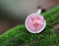 Rosy Bonnet - Mycena rosea Pinkish lavender, flat, tacky cap with striate margins. Gills were white with frequent short gills. The stem was pale pink, long, and fragile.<br />
<br />
Habitat: Growing in a mixed forest<br />
https://www.jungledragon.com/image/67862/rosy_bonnet_-_mycena_rosea.html<br />
https://www.jungledragon.com/image/67861/rosy_bonnet_-_mycena_rosea.html Fall,Geotagged,Lilac bonnet,Mycena pura,Mycena rosea,Rosy bonnet,United States,fungus,mushroom,pink