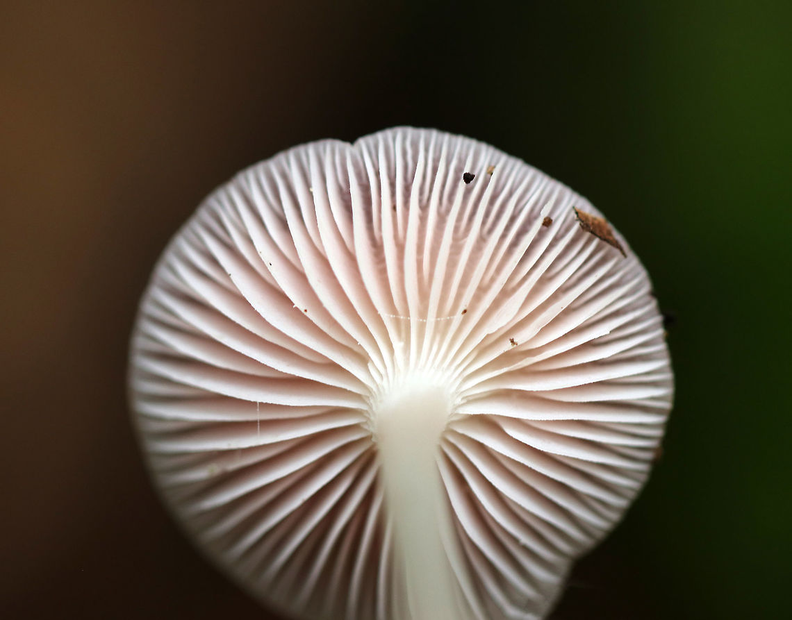 Rosy Bonnet - Mycena rosea Pinkish lavender, flat, tacky cap with striate margins. Gills were white with frequent short gills. The stem was pale pink, long, and fragile.<br />
<br />
Habitat: Growing in a mixed forest<br />
<figure class="photo"><a href="https://www.jungledragon.com/image/67860/rosy_bonnet_-_mycena_rosea.html" title="Rosy Bonnet - Mycena rosea"><img src="https://s3.amazonaws.com/media.jungledragon.com/images/3232/67860_thumb.jpg?AWSAccessKeyId=05GMT0V3GWVNE7GGM1R2&Expires=1770854410&Signature=nOJjLxMNGxC0PYuW18eV6i59N28%3D" width="200" height="158" alt="Rosy Bonnet - Mycena rosea Pinkish lavender, flat, tacky cap with striate margins. Gills were white with frequent short gills. The stem was pale pink, long, and fragile.<br />
<br />
Habitat: Growing in a mixed forest<br />
https://www.jungledragon.com/image/67862/rosy_bonnet_-_mycena_rosea.html<br />
https://www.jungledragon.com/image/67861/rosy_bonnet_-_mycena_rosea.html Fall,Geotagged,Lilac bonnet,Mycena pura,Mycena rosea,Rosy bonnet,United States,fungus,mushroom,pink" /></a></figure><br />
<figure class="photo"><a href="https://www.jungledragon.com/image/67862/rosy_bonnet_-_mycena_rosea.html" title="Rosy Bonnet - Mycena rosea"><img src="https://s3.amazonaws.com/media.jungledragon.com/images/3232/67862_thumb.jpg?AWSAccessKeyId=05GMT0V3GWVNE7GGM1R2&Expires=1770854410&Signature=6FVefxnqB%2FQKScdYC24Q3EzU2yI%3D" width="200" height="134" alt="Rosy Bonnet - Mycena rosea <br />
Pinkish lavender, flat, tacky cap with striate margins. Gills were white with frequent short gills. The stem was pale pink, long, and fragile.<br />
<br />
Habitat: Growing in a mixed forest<br />
https://www.jungledragon.com/image/67860/rosy_bonnet_-_mycena_rosea.html<br />
https://www.jungledragon.com/image/67861/rosy_bonnet_-_mycena_rosea.html Fall,Geotagged,Mycena rosea,Rosy bonnet,United States,fungus,mushroom" /></a></figure> Fall,Geotagged,Mycena rosea,Rosy Bonnet,Rosy bonnet,United States,fungus,mushroom