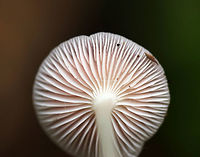 Rosy Bonnet - Mycena rosea Pinkish lavender, flat, tacky cap with striate margins. Gills were white with frequent short gills. The stem was pale pink, long, and fragile.<br />
<br />
Habitat: Growing in a mixed forest<br />
https://www.jungledragon.com/image/67860/rosy_bonnet_-_mycena_rosea.html<br />
https://www.jungledragon.com/image/67862/rosy_bonnet_-_mycena_rosea.html Fall,Geotagged,Mycena rosea,Rosy Bonnet,Rosy bonnet,United States,fungus,mushroom