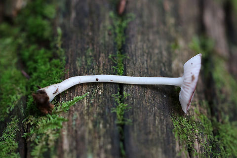 Rosy Bonnet - Mycena rosea 
Pinkish lavender, flat, tacky cap with striate margins. Gills were white with frequent short gills. The stem was pale pink, long, and fragile.

Habitat: Growing in a mixed forest
https://www.jungledragon.com/image/67860/rosy_bonnet_-_mycena_rosea.html
https://www.jungledragon.com/image/67861/rosy_bonnet_-_mycena_rosea.html Fall,Geotagged,Mycena rosea,Rosy bonnet,United States,fungus,mushroom