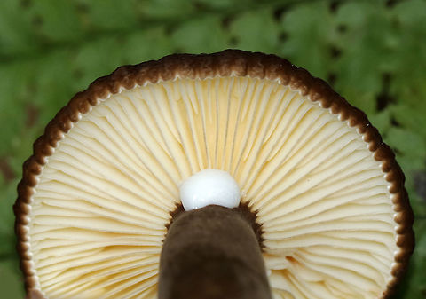 Lactarius lignyotus
