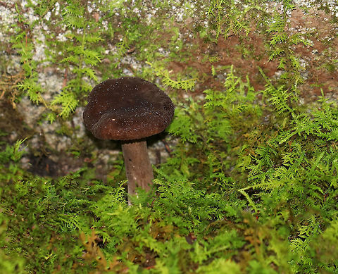 Lactarius lignyotus Cap was brown and velvety. The gills were cream colored. Stipe was brown/white. The gills and cap immediately leaked white latex. 

Habitat: It was growing in moss next to a rock in a mixed forest (mostly birch, oak, pine, and eastern hemlock).
https://www.jungledragon.com/image/67867/lactarius_lignyotus.html
https://www.jungledragon.com/image/67865/lactarius_lignyotus.html
https://www.jungledragon.com/image/67863/lactarius_lignyotus.html Fall,Geotagged,Lactarius lignyotus,United States,fungus,lactarius,mushroom