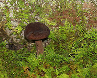 Lactarius lignyotus Cap was brown and velvety. The gills were cream colored. Stipe was brown/white. The gills and cap immediately leaked white latex. <br />
<br />
Habitat: It was growing in moss next to a rock in a mixed forest (mostly birch, oak, pine, and eastern hemlock).<br />
https://www.jungledragon.com/image/67867/lactarius_lignyotus.html<br />
https://www.jungledragon.com/image/67865/lactarius_lignyotus.html<br />
https://www.jungledragon.com/image/67863/lactarius_lignyotus.html Fall,Geotagged,Lactarius lignyotus,United States,fungus,lactarius,mushroom