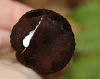 Lactarius lignyotus Cap was brown and velvety. The gills were cream colored. Stipe was brown/white. The gills and cap immediately leaked white latex. <br />
<br />
Habitat: It was growing in moss next to a rock in a mixed forest (mostly birch, oak, pine, and eastern hemlock).<br />
https://www.jungledragon.com/image/67867/lactarius_lignyotus.html<br />
https://www.jungledragon.com/image/67864/lactarius_lignyotus.html<br />
https://www.jungledragon.com/image/67863/lactarius_lignyotus.html Fall,Geotagged,Lactarius,Lactarius lignyotus,United States,fungus,mushroom