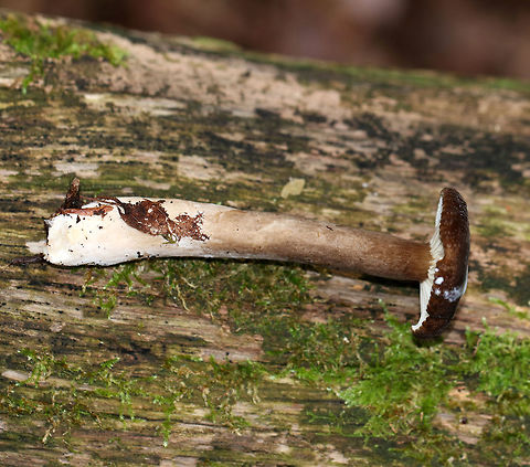 Lactarius lignyotus Cap was brown and velvety. The gills were cream colored. Stipe was brown/white. The gills and cap immediately leaked white latex. 

Habitat: It was growing in moss next to a rock in a mixed forest (mostly birch, oak, pine, and eastern hemlock).
https://www.jungledragon.com/image/67865/lactarius_lignyotus.html
https://www.jungledragon.com/image/67864/lactarius_lignyotus.html
https://www.jungledragon.com/image/67863/lactarius_lignyotus.html Fall,Geotagged,Lactarius lignyotus,United States
