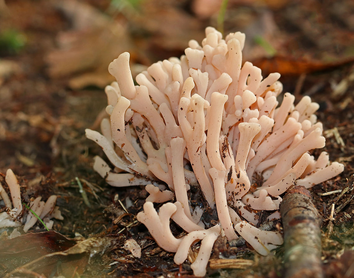 Lentaria byssiseda Pinkish tan coral fungus. It was growing in a cluster, but didn&rsquo;t seem to have a shared base.  The individual pieces were fairly tough and kind of shaped like bones.<br />
<br />
Habitat: Growing along the edge of a mixed forest/meadow (in the middle of a nature trail)<br />
<br />
*I&#039;m not sure of this ID and have sought help to confirm.  Any input is much appreciated. Fall,Geotagged,Lentaria,Lentaria byssiseda,United States,coral fungus,fungus