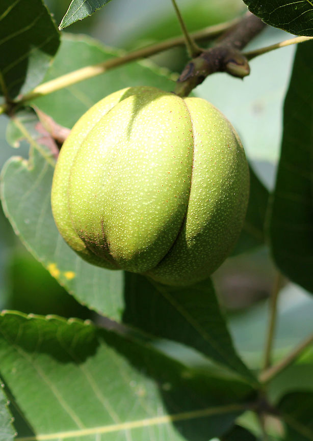 Pignut Hickory - Carya glabra Leaves were serrated, dark green with 5 shiny leaflets. The fruits were green (unripe). When they ripen, they will be brown and have thin husks.<br />
<br />
Habitat: Growing on a nature preserve along the Hudson River in upstate New York. The location where the preserve is used to be a huge ice harvesting area where 10,000 tons of ice used to be harvested from the river every year. Carya glabra,Geotagged,Pignut hickory,Summer,United States,hickory