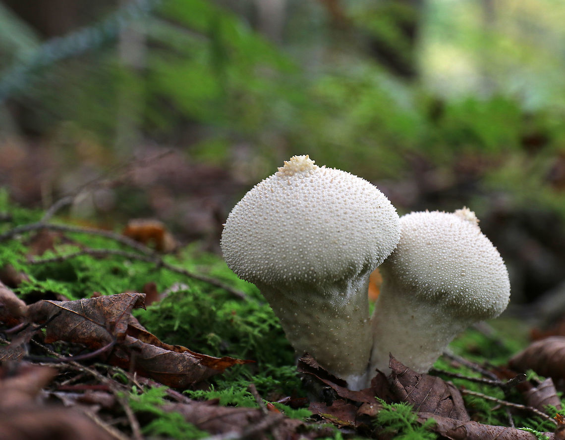 Gem-studded Puffball - Lycoperdon perlatum This type of puffball is shaped like an inverted pear with a prominent stem/stalk and a round top. They are covered with brown spines when young. At maturity, they develop a central perforation through which spores are released by rain and wind. The interior is completely white and homogenous.<br />
<br />
Lycoperdon perlatum is a good edible mushroom when young (when the gleba is homogeneous and all white). However, foragers must be careful not to confuse puffballs with young Amanitas, which are enclosed by a universal veil. But, a longitudinal section of a young Amanita will reveal the immature gills, which never occur in puffballs.<br />
<br />
Habitat: Growing on rotting wood in a mixed forest. Common puffball,Fall,Geotagged,Lycoperdon perlatum,United States