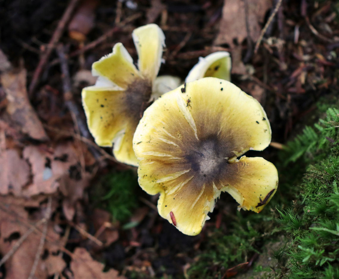 Tricholoma sejunctum Yellow cap that was about 6 cm diameter, flat with a central knob, slightly sticky, with appressed fibers. The gills were white with a yellow tint. The stipe was mostly white.<br />
<br />
Habitat: Growing in a mixed forest with lots of oak and eastern hemlock.<br />
<figure class="photo"><a href="https://www.jungledragon.com/image/67933/tricholoma_sejunctum.html" title="Tricholoma sejunctum"><img src="https://s3.amazonaws.com/media.jungledragon.com/images/3232/67933_thumb.jpg?AWSAccessKeyId=05GMT0V3GWVNE7GGM1R2&Expires=1769040010&Signature=iJv60KAWWltBDQH8APwc%2FwgKzMQ%3D" width="200" height="142" alt="Tricholoma sejunctum Yellow cap that was about 6 cm diameter, flat with a central knob, slightly sticky, with appressed fibers. The gills were white with a yellow tint. The stipe was mostly white.<br />
<br />
Habitat: Growing in a mixed forest with lots of oak and eastern hemlock.<br />
https://www.jungledragon.com/image/67932/tricholoma_sejunctum.html Fall,Geotagged,Tricholoma sejunctum,United States,fungus,mushroom,tricholoma" /></a></figure> Fall,Geotagged,Tricholoma,Tricholoma sejunctum,United States,fungus,mushroom