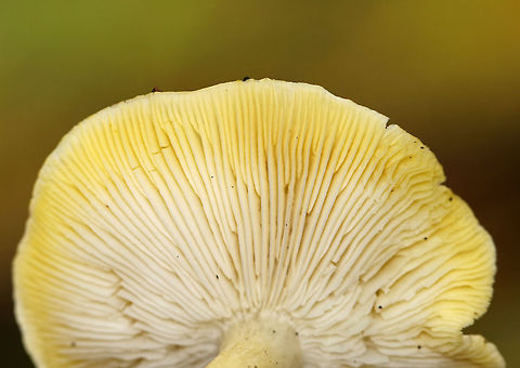 Tricholoma sejunctum Yellow cap that was about 6 cm diameter, flat with a central knob, slightly sticky, with appressed fibers. The gills were white with a yellow tint. The stipe was mostly white.

Habitat: Growing in a mixed forest with lots of oak and eastern hemlock.
https://www.jungledragon.com/image/67932/tricholoma_sejunctum.html Fall,Geotagged,Tricholoma sejunctum,United States,fungus,mushroom,tricholoma