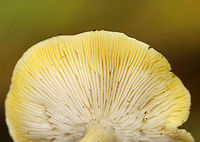 Tricholoma sejunctum Yellow cap that was about 6 cm diameter, flat with a central knob, slightly sticky, with appressed fibers. The gills were white with a yellow tint. The stipe was mostly white.<br />
<br />
Habitat: Growing in a mixed forest with lots of oak and eastern hemlock.<br />
https://www.jungledragon.com/image/67932/tricholoma_sejunctum.html Fall,Geotagged,Tricholoma sejunctum,United States,fungus,mushroom,tricholoma