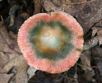 Lactarius subpurpureus Flat, sticky cap with a lined margin. It had concentric bands of pink, brown, and green. The gills were decurrent, distant, and pinkish red. Milk was deep red, but not easy to get going.<br />
<br />
Habitat:Growing on the ground in a mixed forest - under eastern hemlock.<br />
https://www.jungledragon.com/image/67936/lactarius_subpurpureus.html Fall,Geotagged,Lactarius,Lactarius subpurpureus,United States,fungus,mushroom,pink