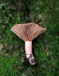 Lactarius subpurpureus Flat, sticky cap with a lined margin. It had concentric bands of pink, brown, and green. The gills were decurrent, distant, and pinkish red. Milk was deep red, but not easy to get going.
Habitat:Growing on the ground in a mixed forest - under eastern hemlock.
https://www.jungledragon.com/image/67934/lactarius_subpurpureus.html Fall,Geotagged,Lactarius subpurpureus,United States,fungus,lactarius,mushroom