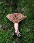Lactarius subpurpureus Flat, sticky cap with a lined margin. It had concentric bands of pink, brown, and green. The gills were decurrent, distant, and pinkish red. Milk was deep red, but not easy to get going.<br />
<br />
Habitat:Growing on the ground in a mixed forest - under eastern hemlock.<br />
https://www.jungledragon.com/image/67934/lactarius_subpurpureus.html Fall,Geotagged,Lactarius subpurpureus,United States,fungus,lactarius,mushroom